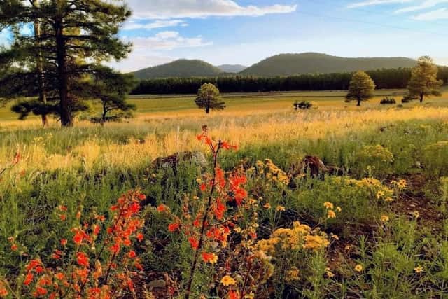 A meadow of red and yellow wildflowers below pine-covered hills near Williams